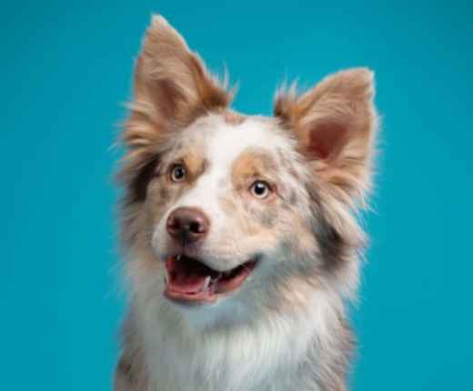 Picture for category Ear & Eye Cleaning Products